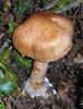 Cortinarius armillatus